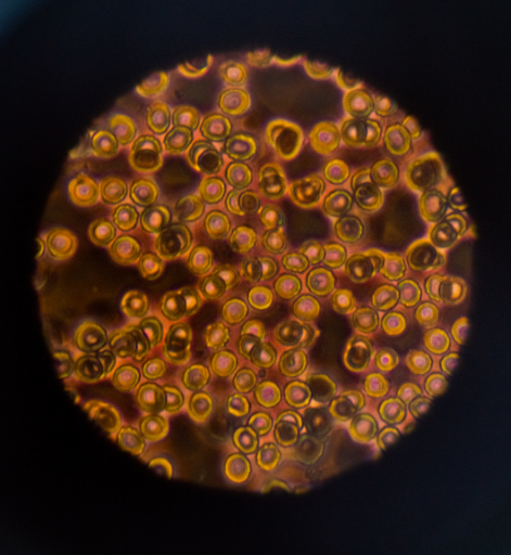 El secreto tras la dieta alcalina y nutrición celular